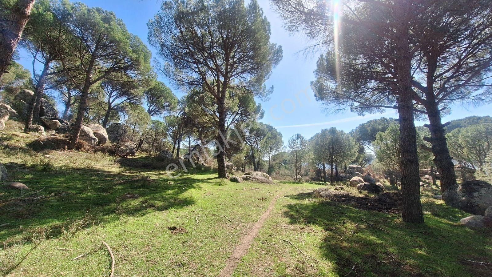 Ayvalık Bağyüzü Satılık 5868 M² Yatırımlık Tarım İmarlı Arazi - Görsel 2