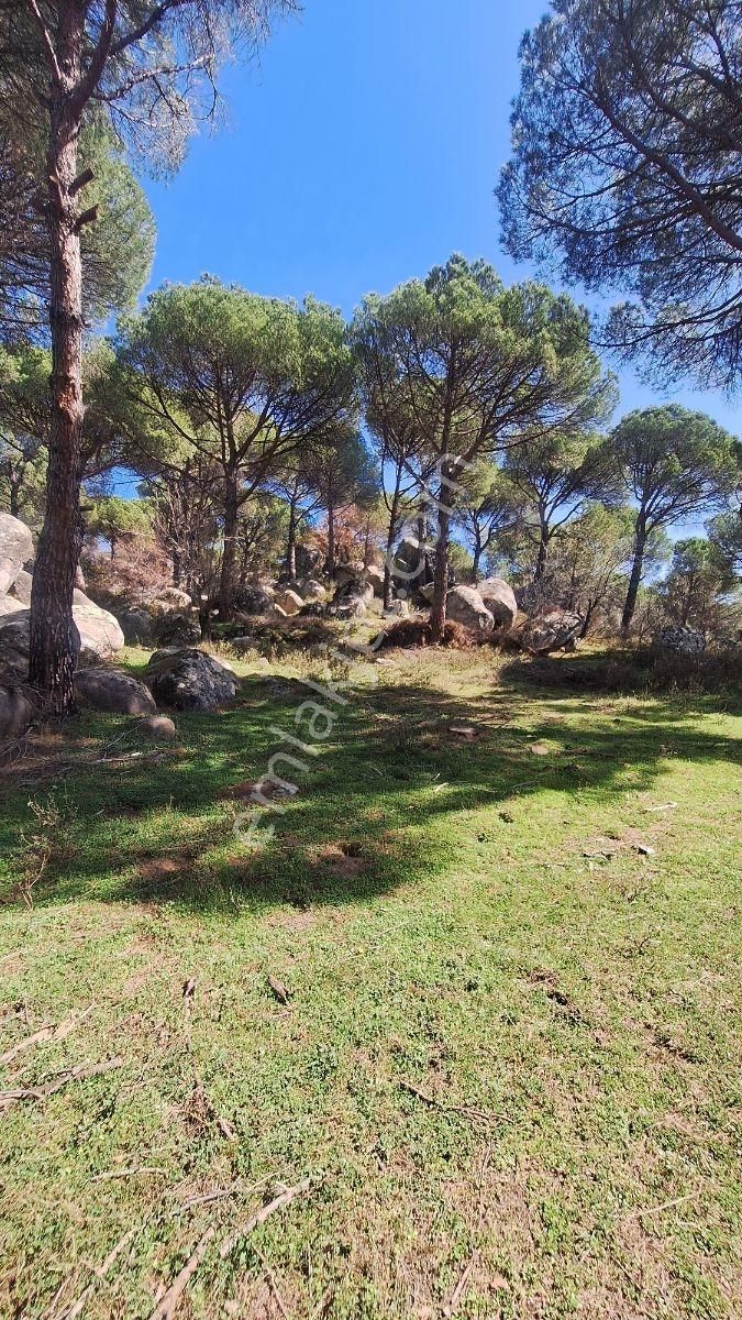 Ayvalık Bağyüzü Satılık 5868 M² Yatırımlık Tarım İmarlı Arazi - Görsel 8