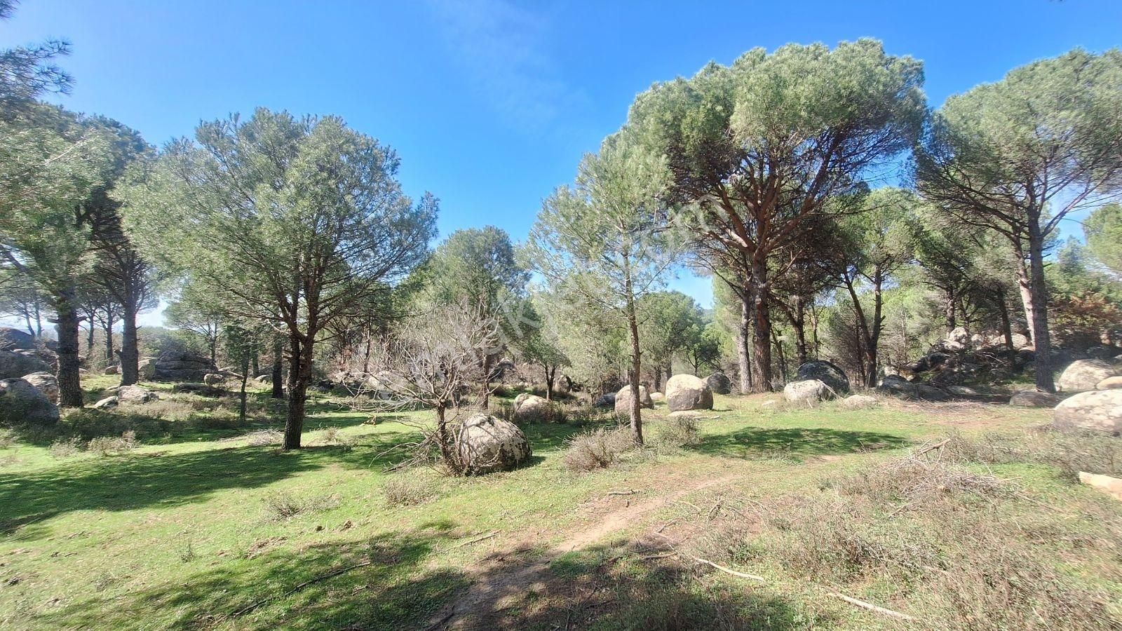 Ayvalık Bağyüzü Satılık 5868 M² Yatırımlık Tarım İmarlı Arazi - Görsel 27