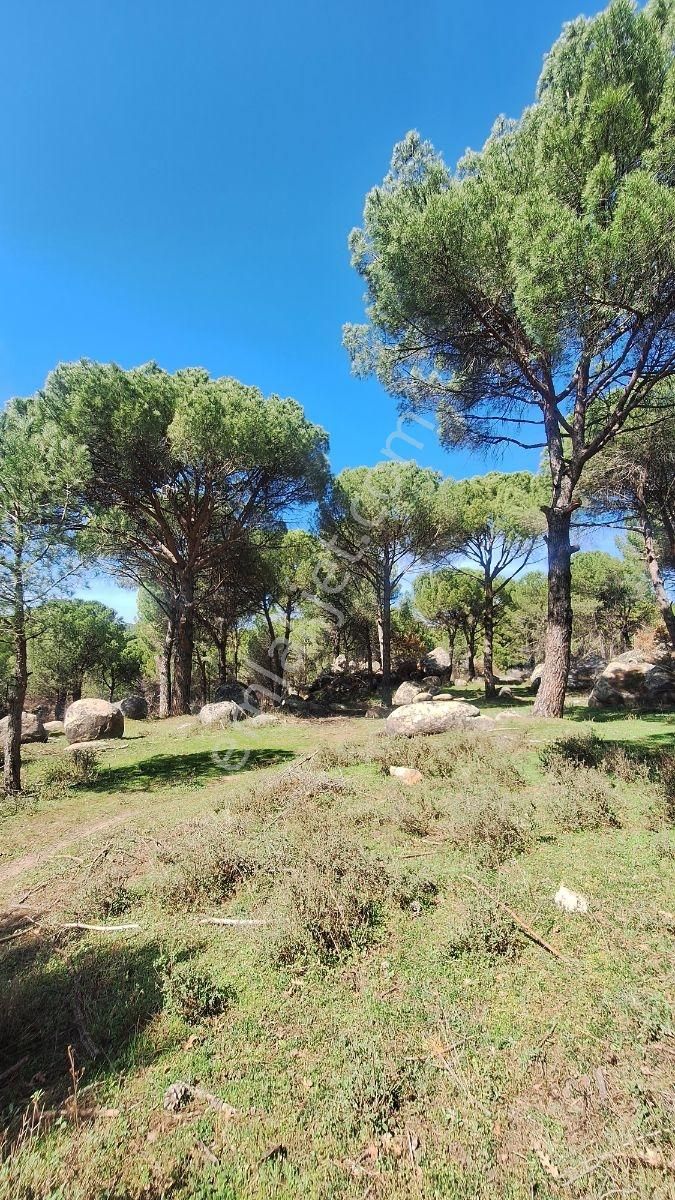 Ayvalık Bağyüzü Satılık 5868 M² Yatırımlık Tarım İmarlı Arazi - Görsel 22