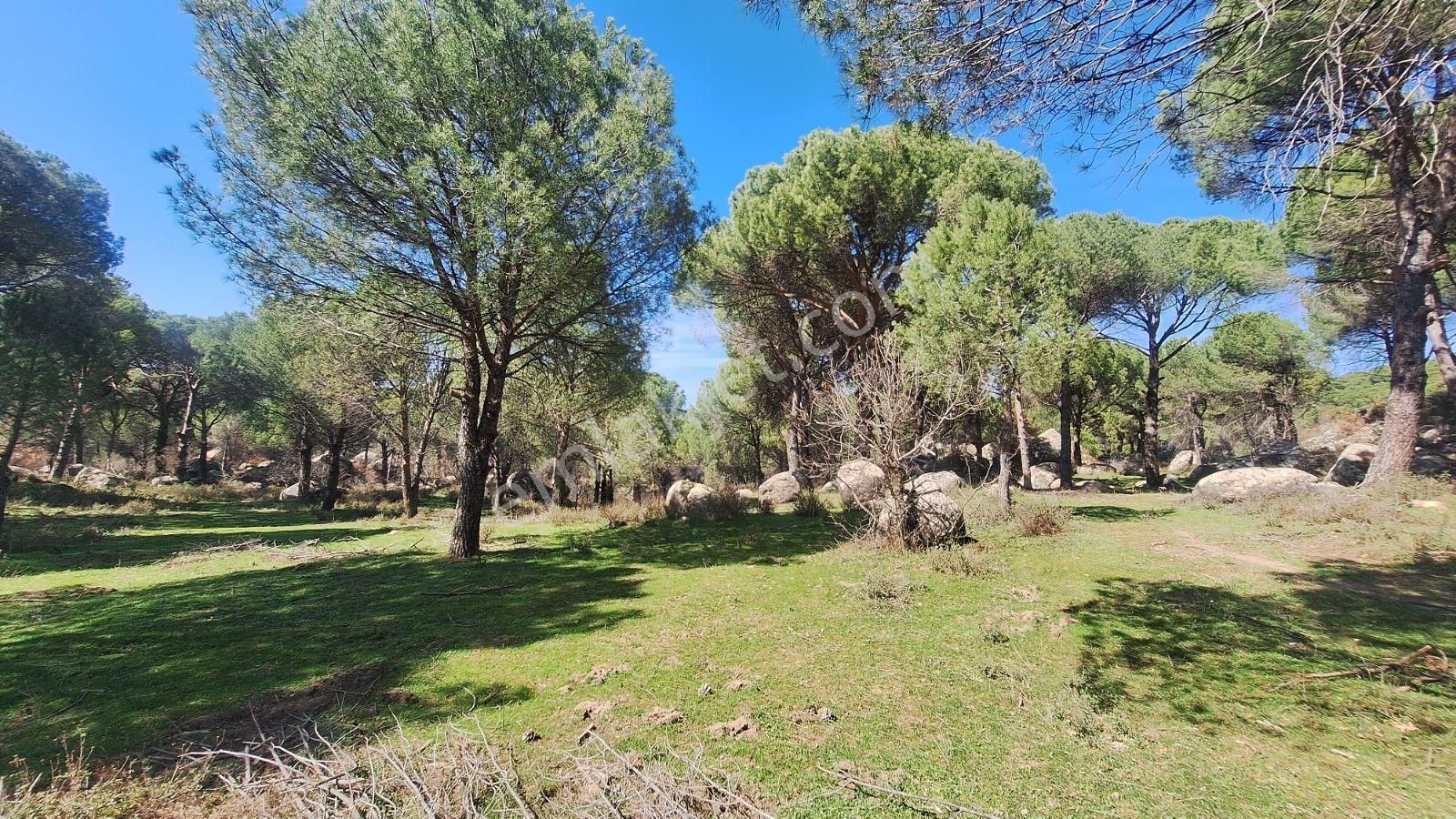 Ayvalık Bağyüzü Satılık 5868 M² Yatırımlık Tarım İmarlı Arazi - Görsel 18