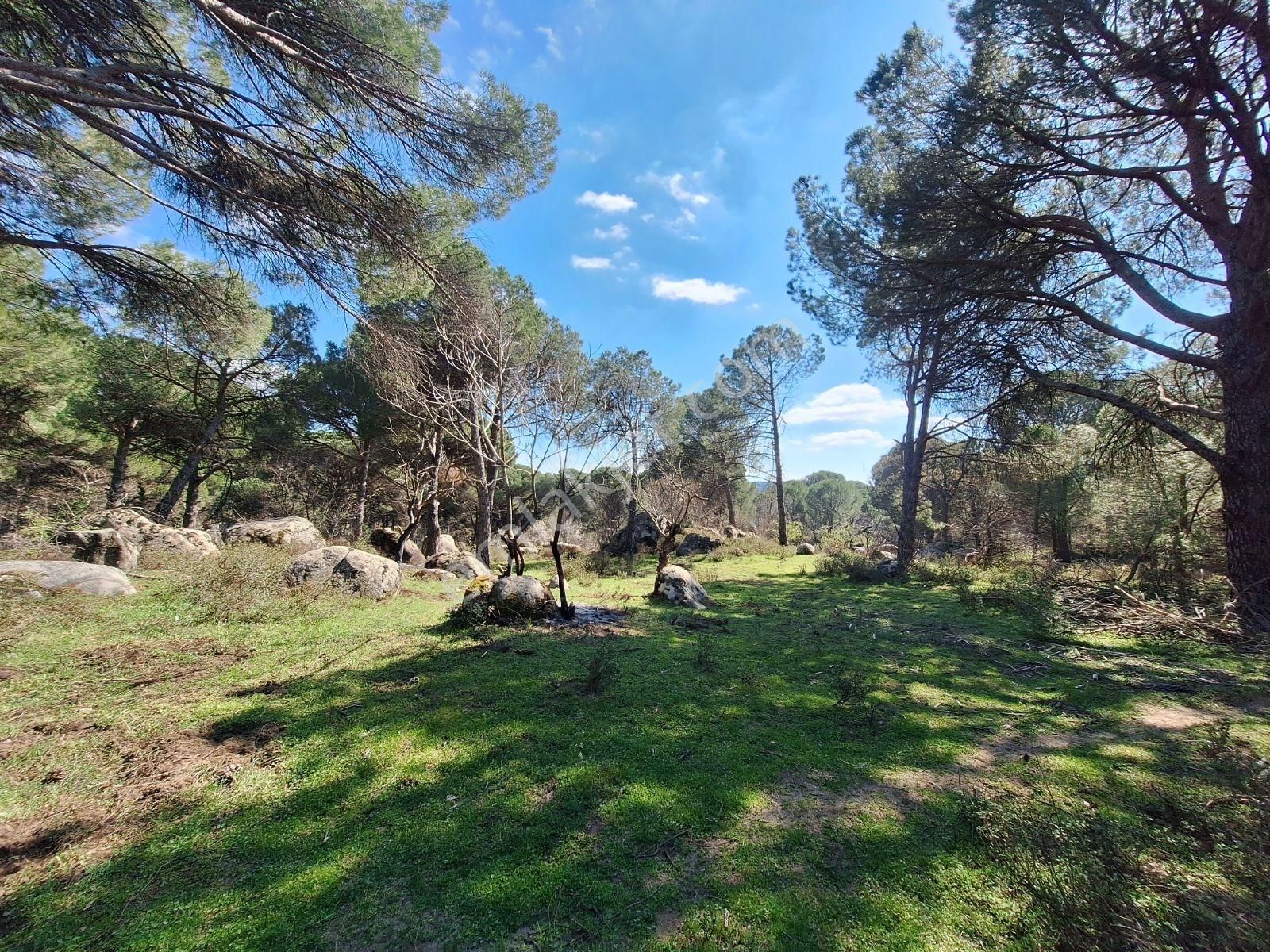 Ayvalık Bağyüzü Satılık 5868 M² Yatırımlık Tarım İmarlı Arazi