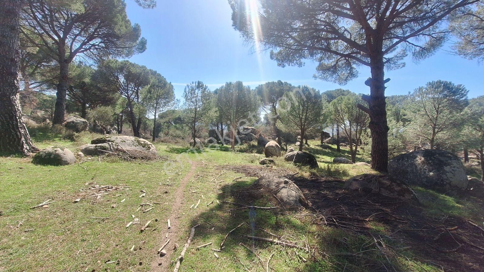 Ayvalık Bağyüzü Satılık 5868 M² Yatırımlık Tarım İmarlı Arazi - Görsel 7