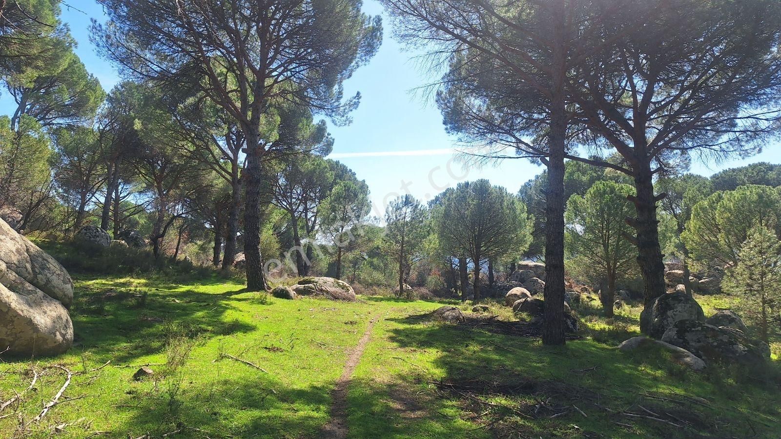 Ayvalık Bağyüzü Satılık 5868 M² Yatırımlık Tarım İmarlı Arazi - Görsel 14