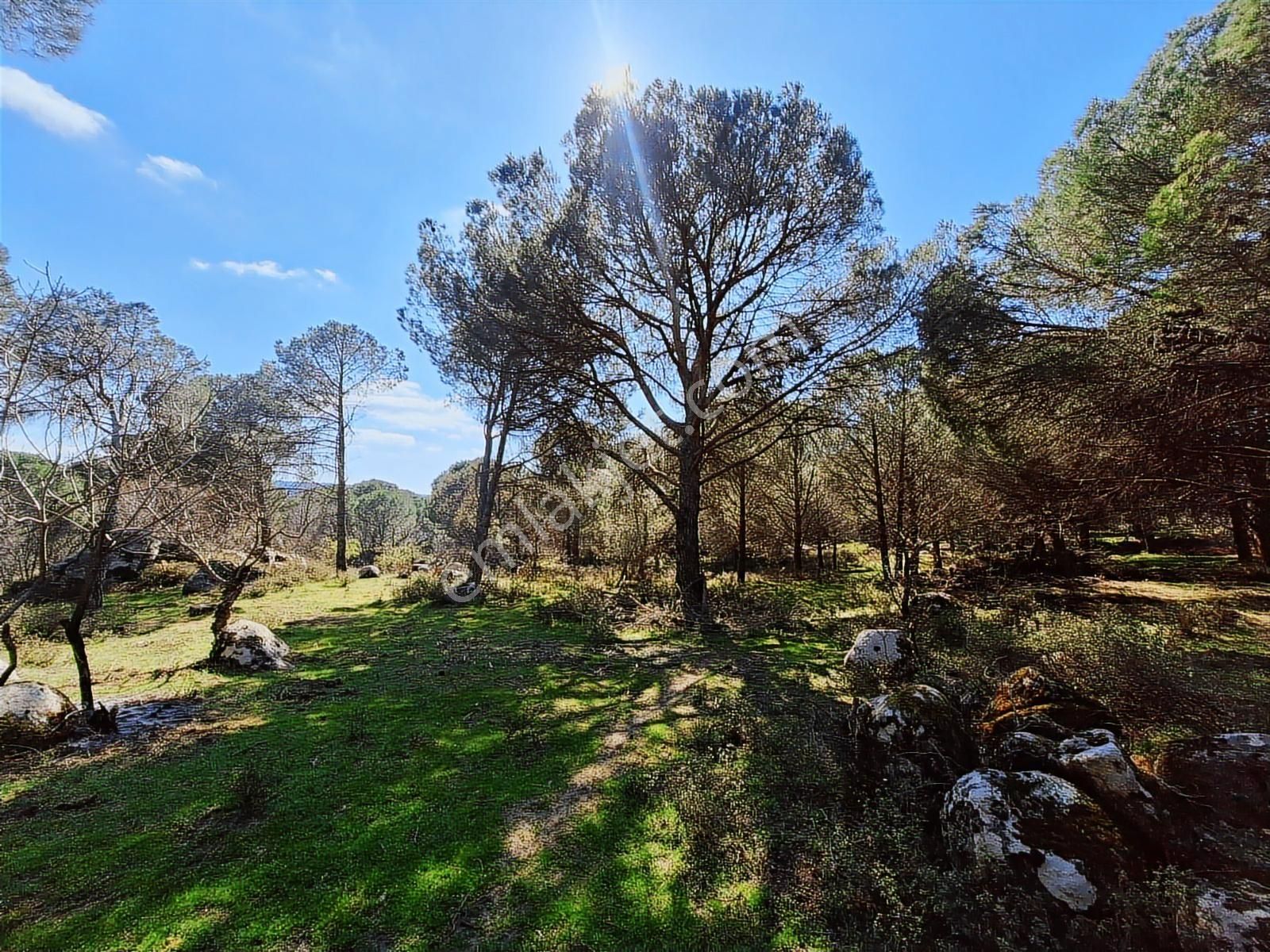 Ayvalık Bağyüzü Satılık Yola Cepheli Yatırıma Uygun Hobi Bahçesi - Görsel 2