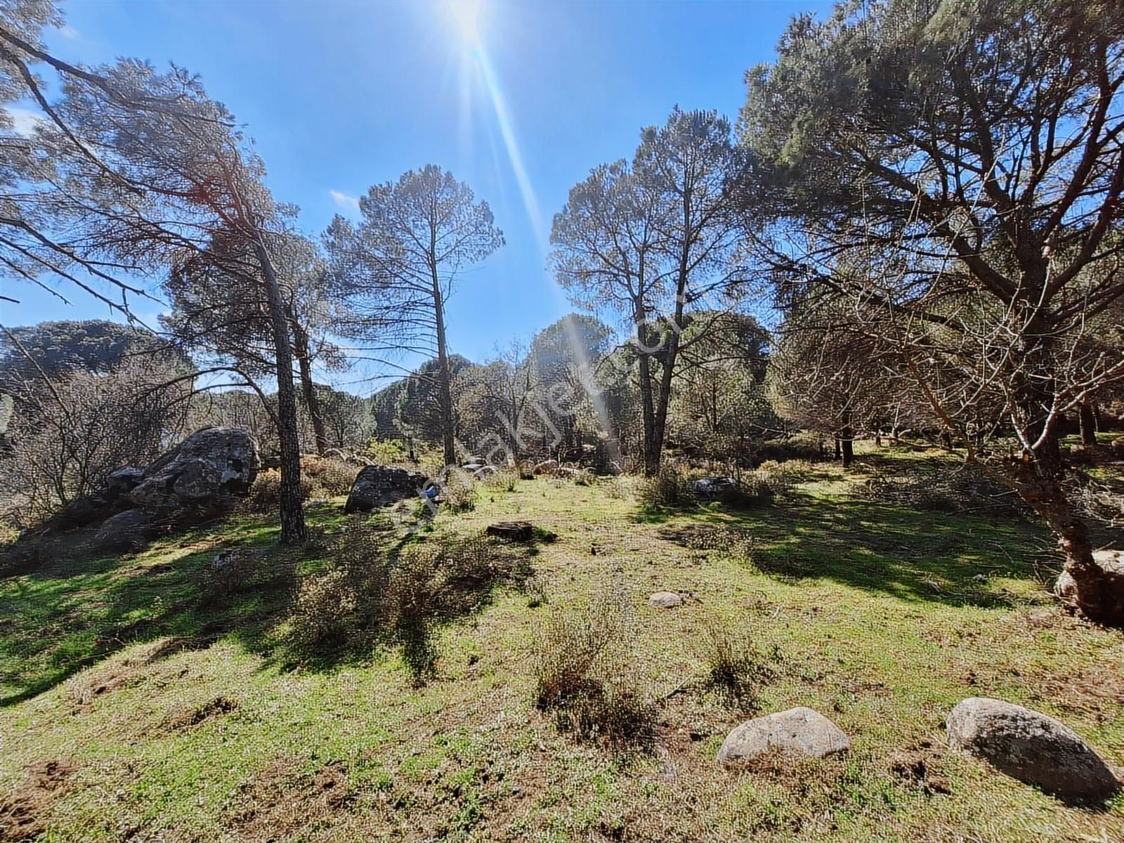 Ayvalık Bağyüzü Satılık Yola Cepheli Yatırıma Uygun Hobi Bahçesi - Görsel 13