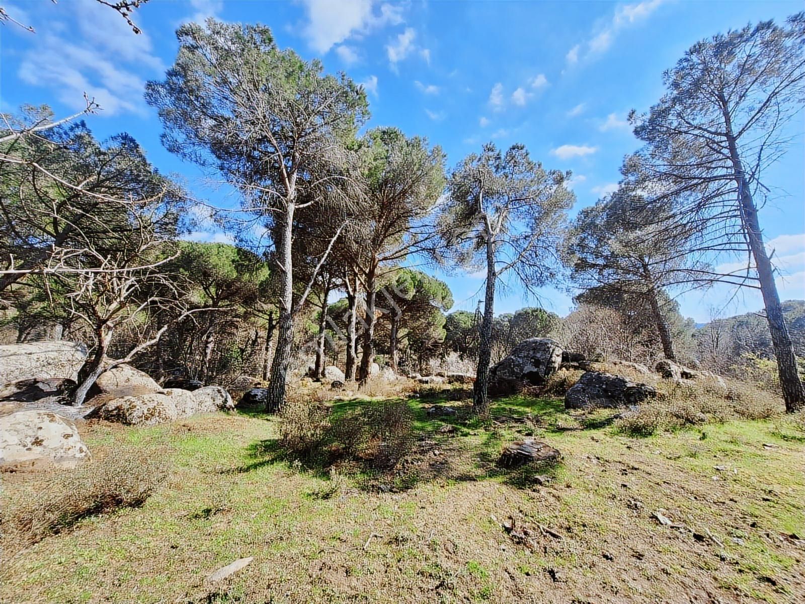 Ayvalık Bağyüzü Satılık Yola Cepheli Yatırıma Uygun Hobi Bahçesi - Görsel 12
