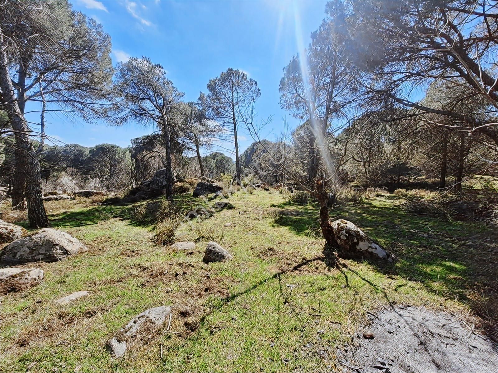 Ayvalık Bağyüzü Satılık Yola Cepheli Yatırıma Uygun Hobi Bahçesi - Görsel 17