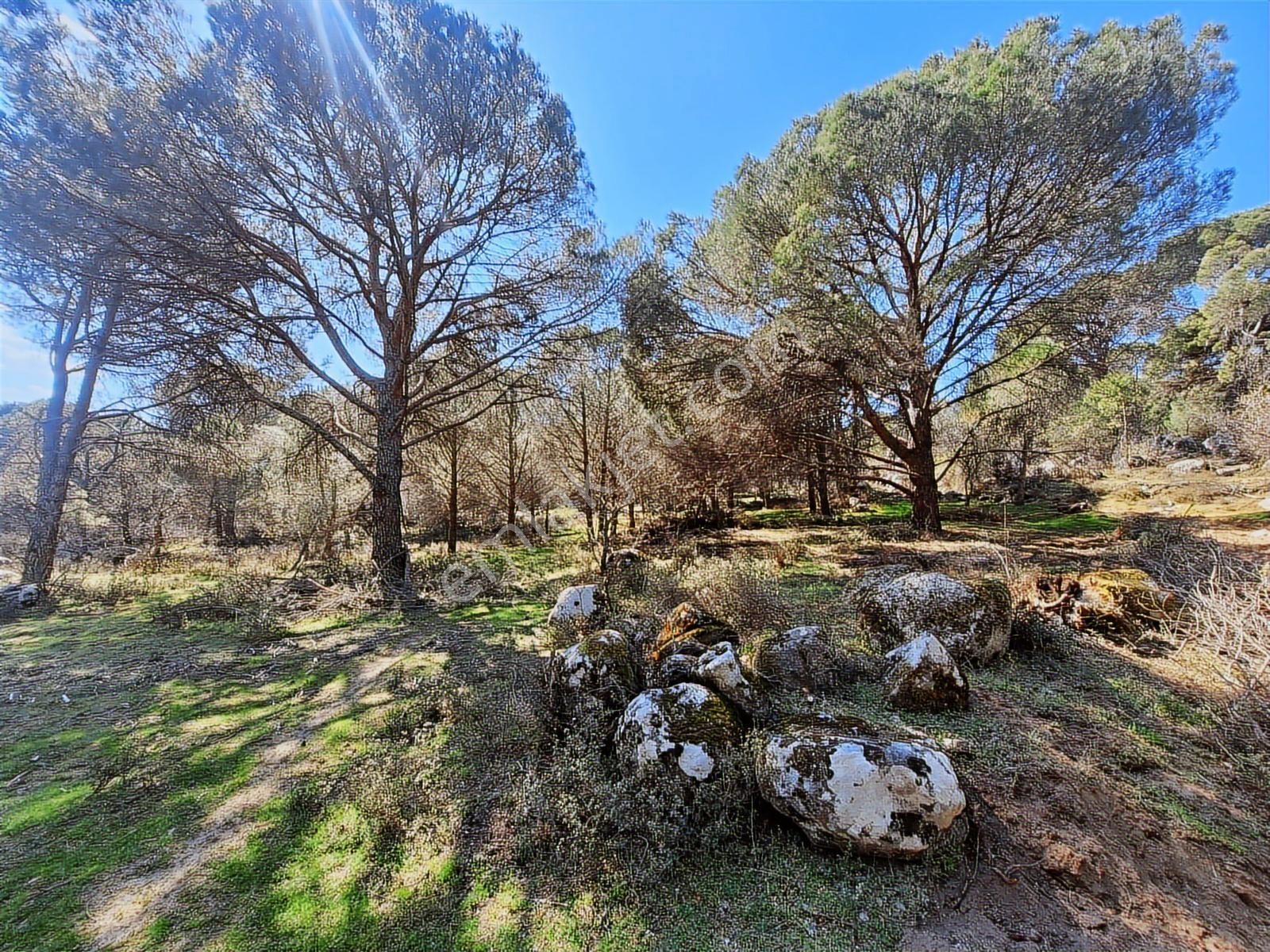 Ayvalık Bağyüzü Satılık Yola Cepheli Yatırıma Uygun Hobi Bahçesi - Görsel 14
