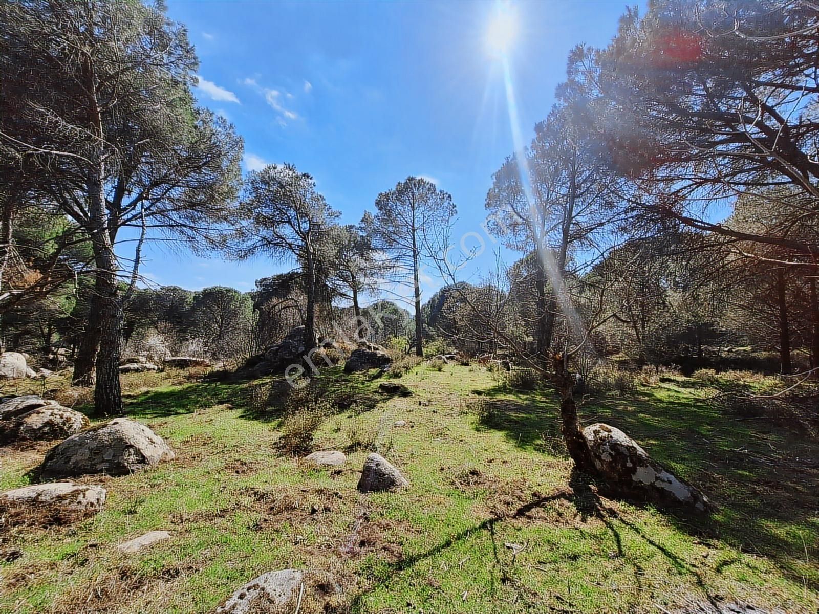 Ayvalık Bağyüzü Satılık Yola Cepheli Yatırıma Uygun Hobi Bahçesi - Görsel 15