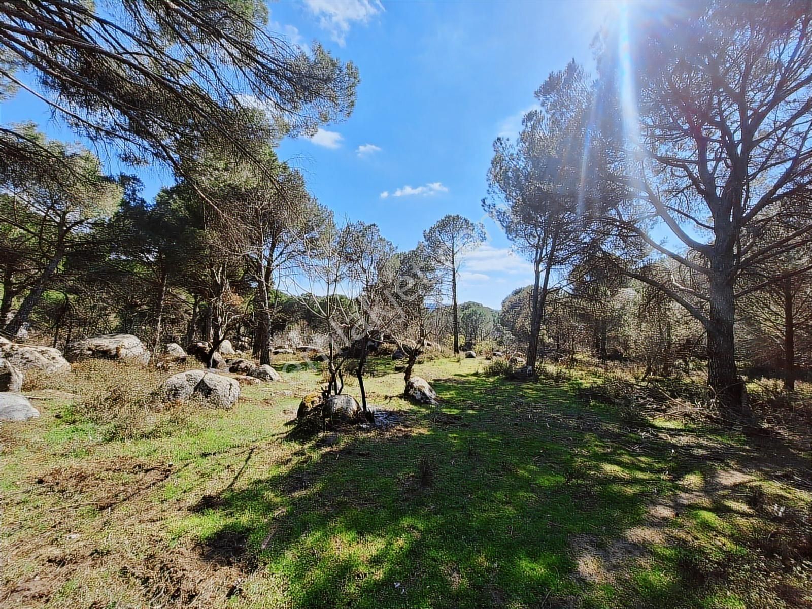 Ayvalık Bağyüzü Satılık Yola Cepheli Yatırıma Uygun Hobi Bahçesi - Görsel 6