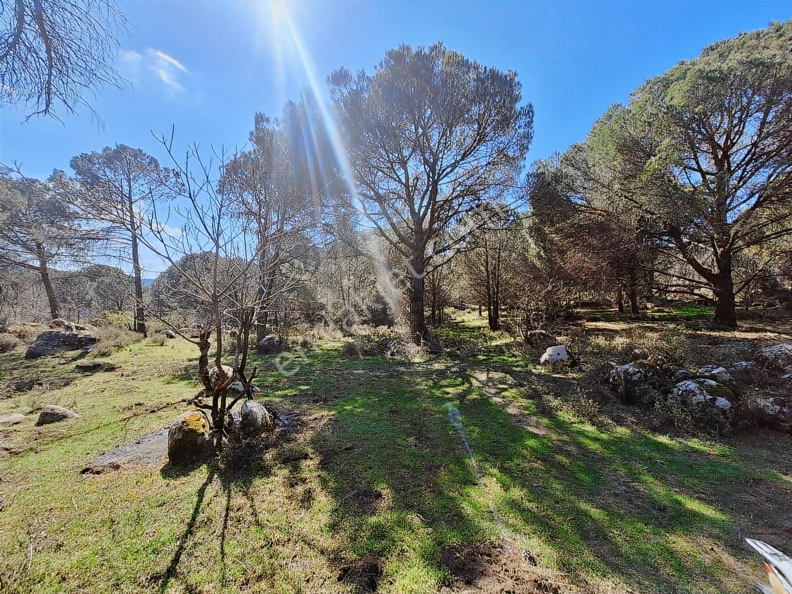 Ayvalık Bağyüzü Satılık Yola Cepheli Yatırıma Uygun Hobi Bahçesi - Görsel 11