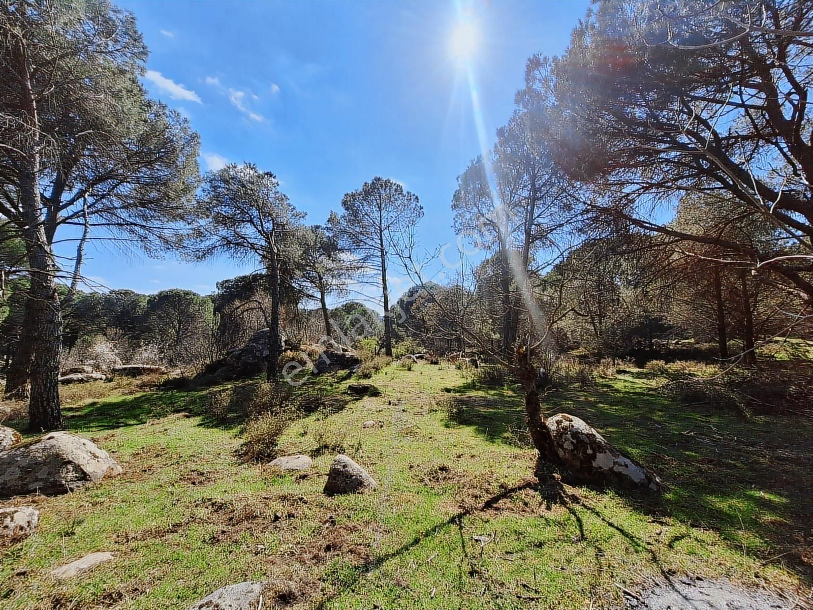 Ayvalık Bağyüzü Satılık Yola Cepheli Yatırıma Uygun Hobi Bahçesi - Görsel 3
