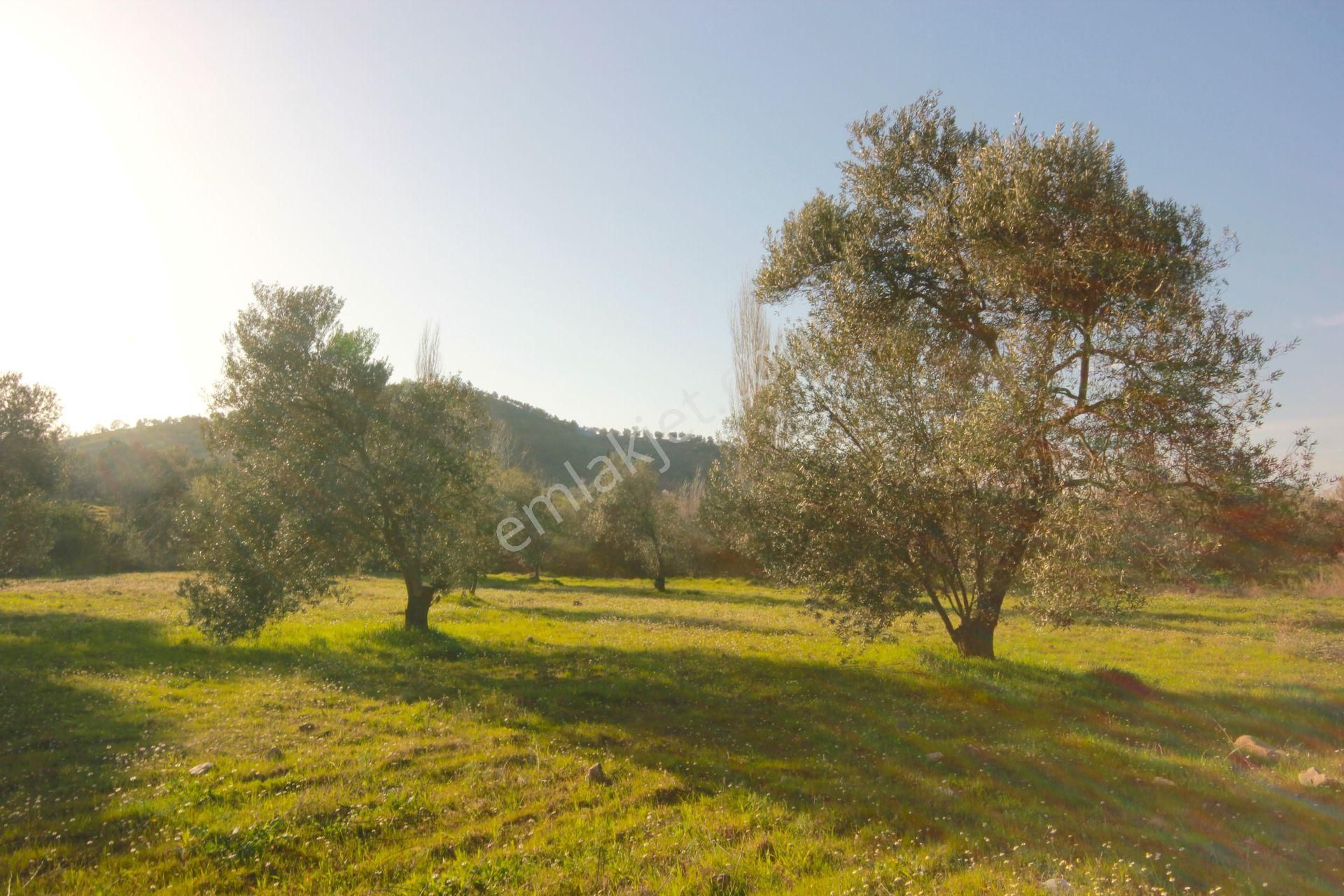 🔴aktiften Burhaniye Kırtıkta Doğa Manzaralı 75 Adet Zeytin Ağacı 8465 M² Satılık Zeytinlik 🔴 - Görsel 32