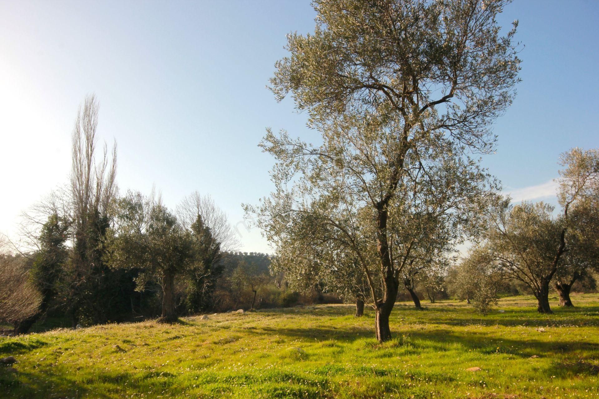 🔴aktiften Burhaniye Kırtıkta Doğa Manzaralı 75 Adet Zeytin Ağacı 8465 M² Satılık Zeytinlik 🔴 - Görsel 9