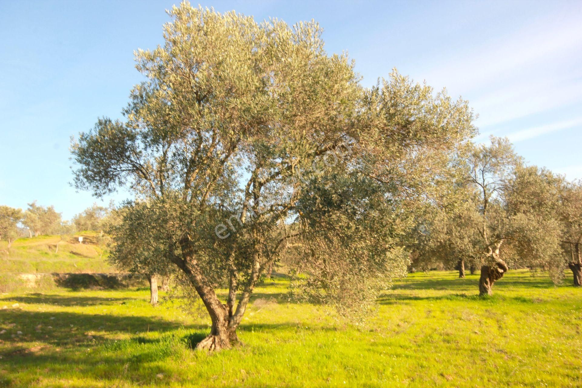 🔴aktiften Burhaniye Kırtıkta Doğa Manzaralı 75 Adet Zeytin Ağacı 8465 M² Satılık Zeytinlik 🔴 - Görsel 31