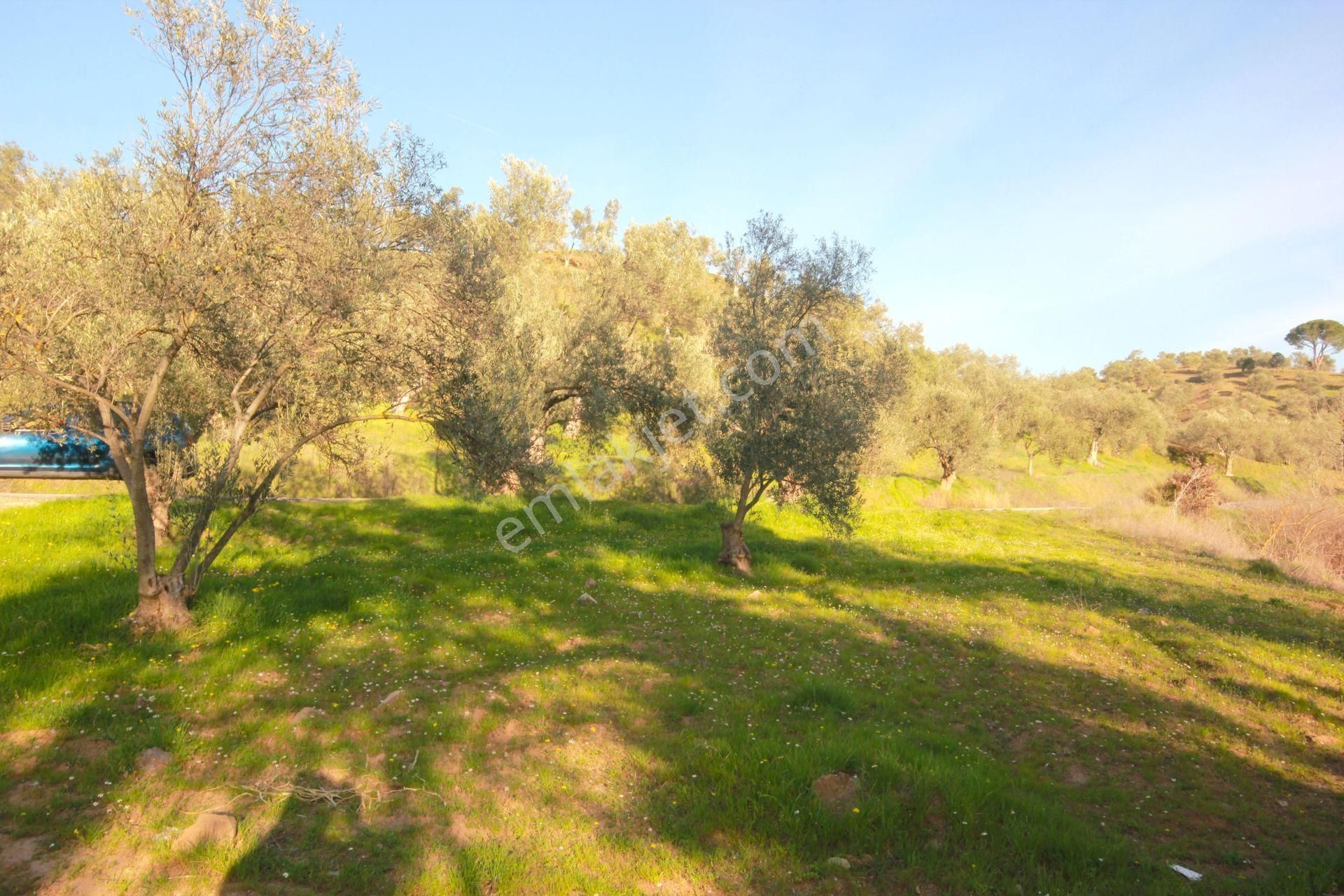 🔴aktiften Burhaniye Kırtıkta Doğa Manzaralı 75 Adet Zeytin Ağacı 8465 M² Satılık Zeytinlik 🔴 - Görsel 34