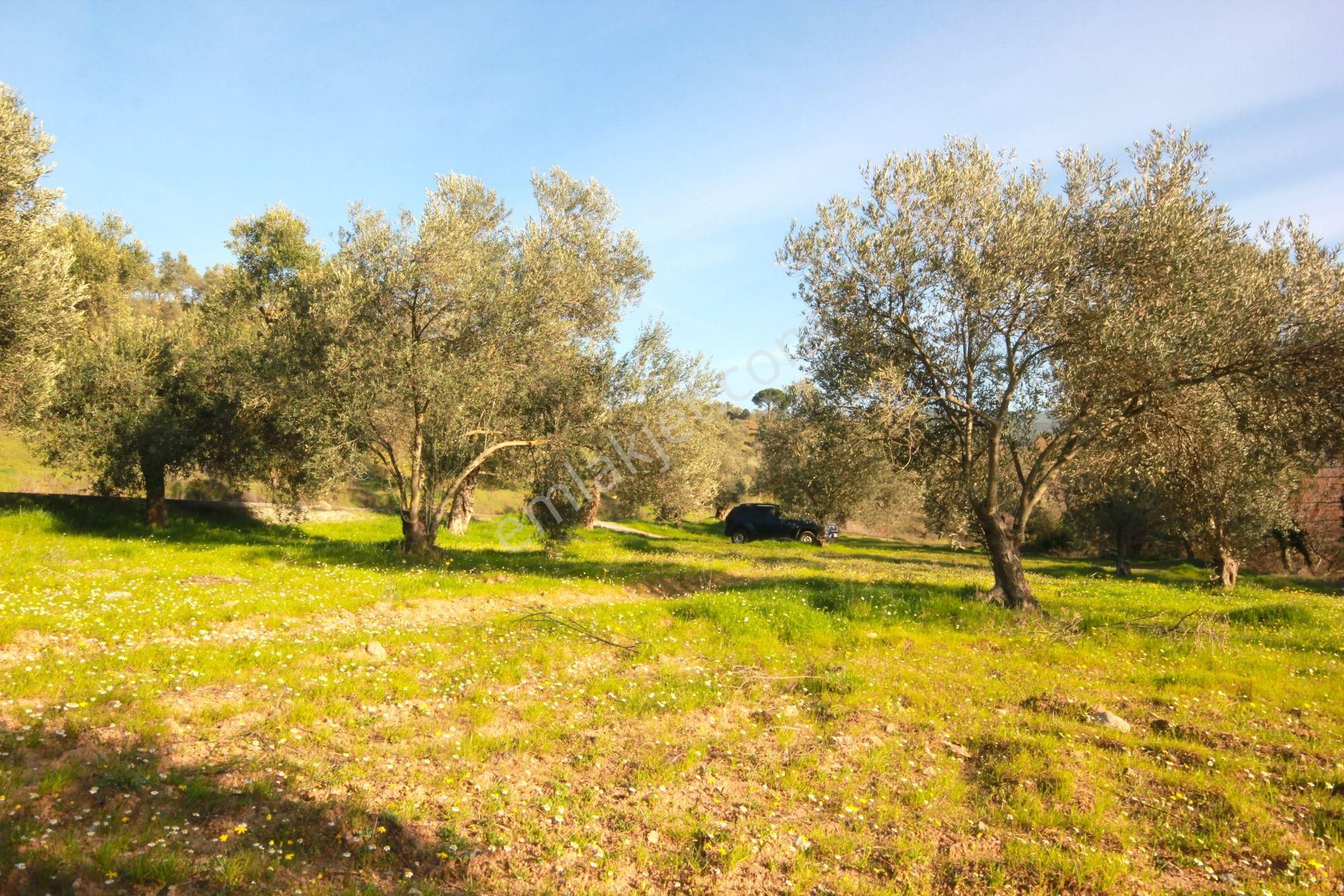 🔴aktiften Burhaniye Kırtıkta Doğa Manzaralı 75 Adet Zeytin Ağacı 8465 M² Satılık Zeytinlik 🔴 - Görsel 7