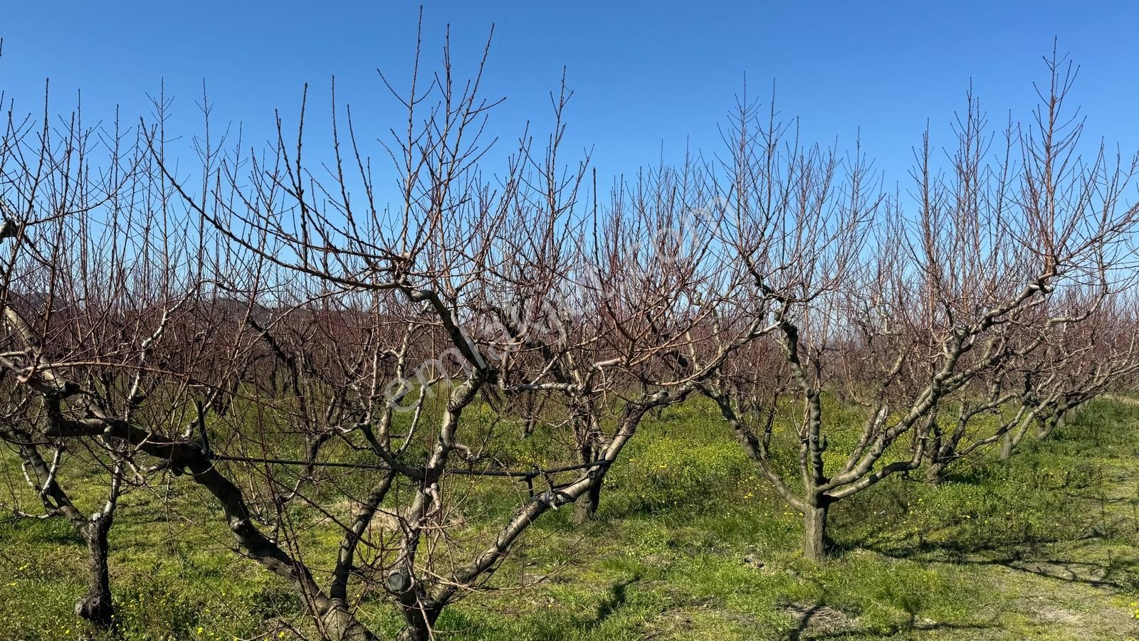 İzmir Selçuk Cumhuriyet Mah. Satılık 11.740 M2 Şeftali Bahçesi - Görsel 4