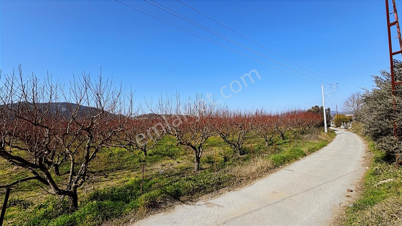 İzmir Selçuk Cumhuriyet Mah. Satılık 11.740 M2 Şeftali Bahçesi