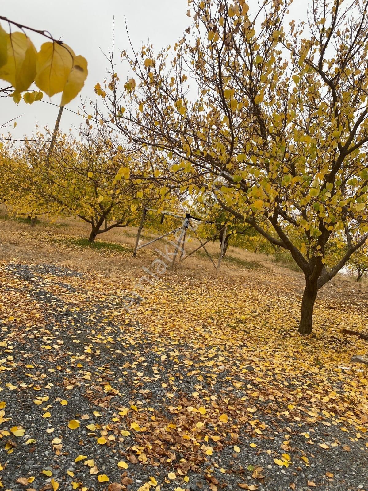 Malatya Battalgazi 9000 Metrekare Kayısı Bahçesi Kuzey Marmara Yoluna Cephe - Görsel 8