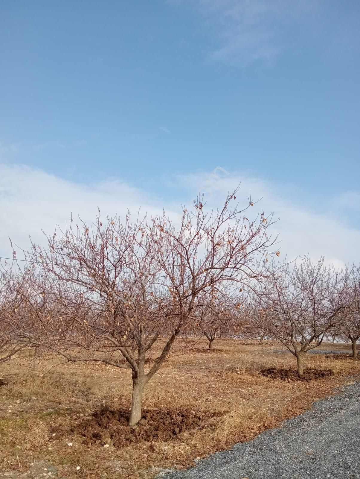 Malatya Battalgazi 9000 Metrekare Kayısı Bahçesi Kuzey Marmara Yoluna Cephe - Görsel 4