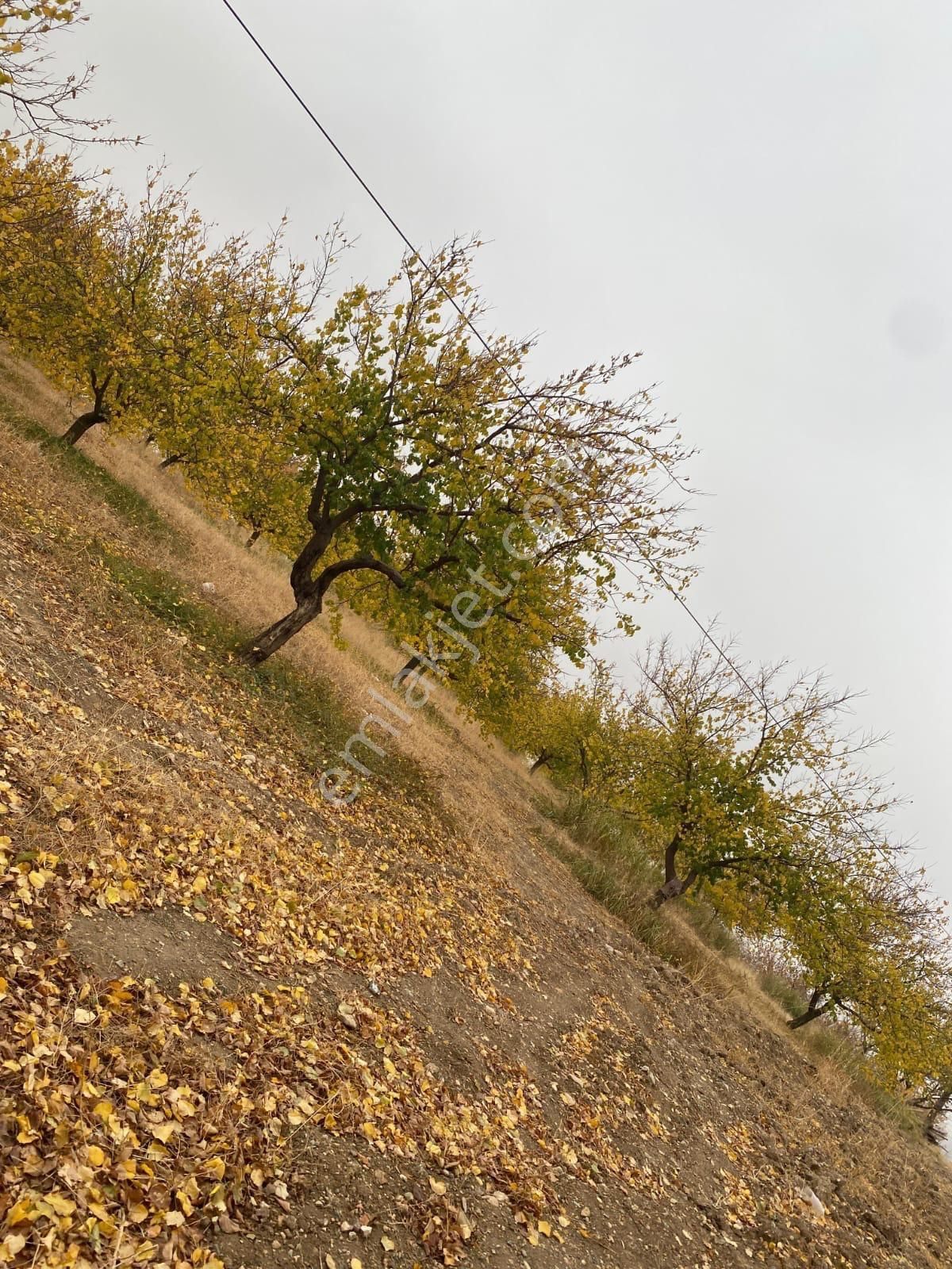 Malatya Battalgazi 9000 Metrekare Kayısı Bahçesi Kuzey Marmara Yoluna Cephe - Görsel 10