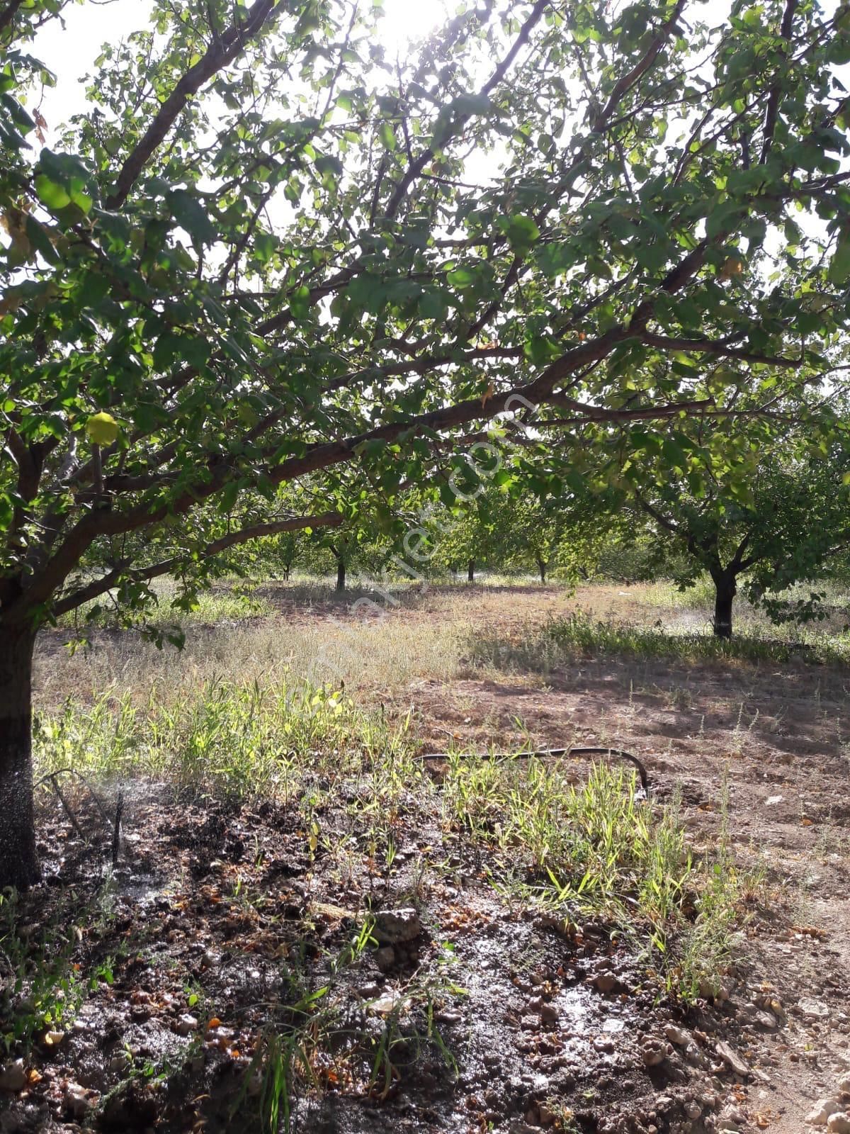 Malatya Battalgazi 9000 Metrekare Kayısı Bahçesi Kuzey Marmara Yoluna Cephe - Görsel 3