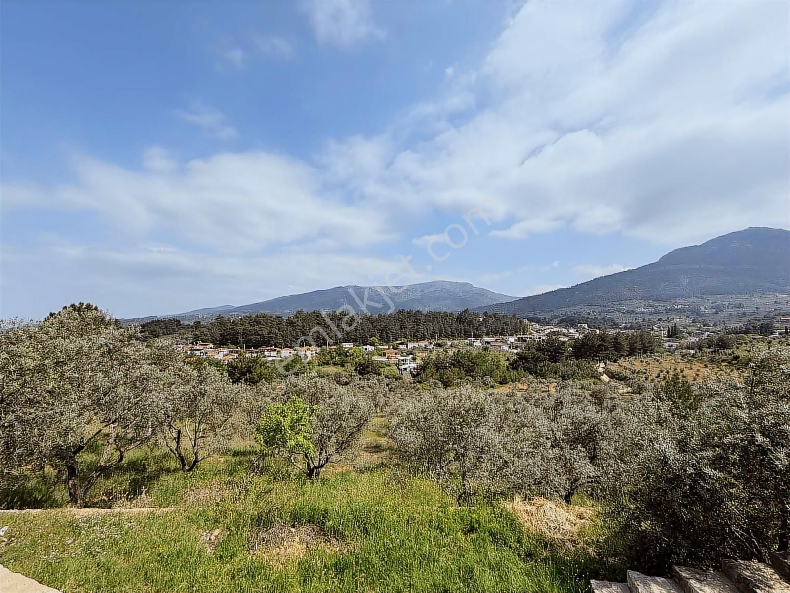 Kemalpaşa'da Satılık 4,5 Dönüm Zeytinlik Ve 250 M2 Konut - Görsel 3