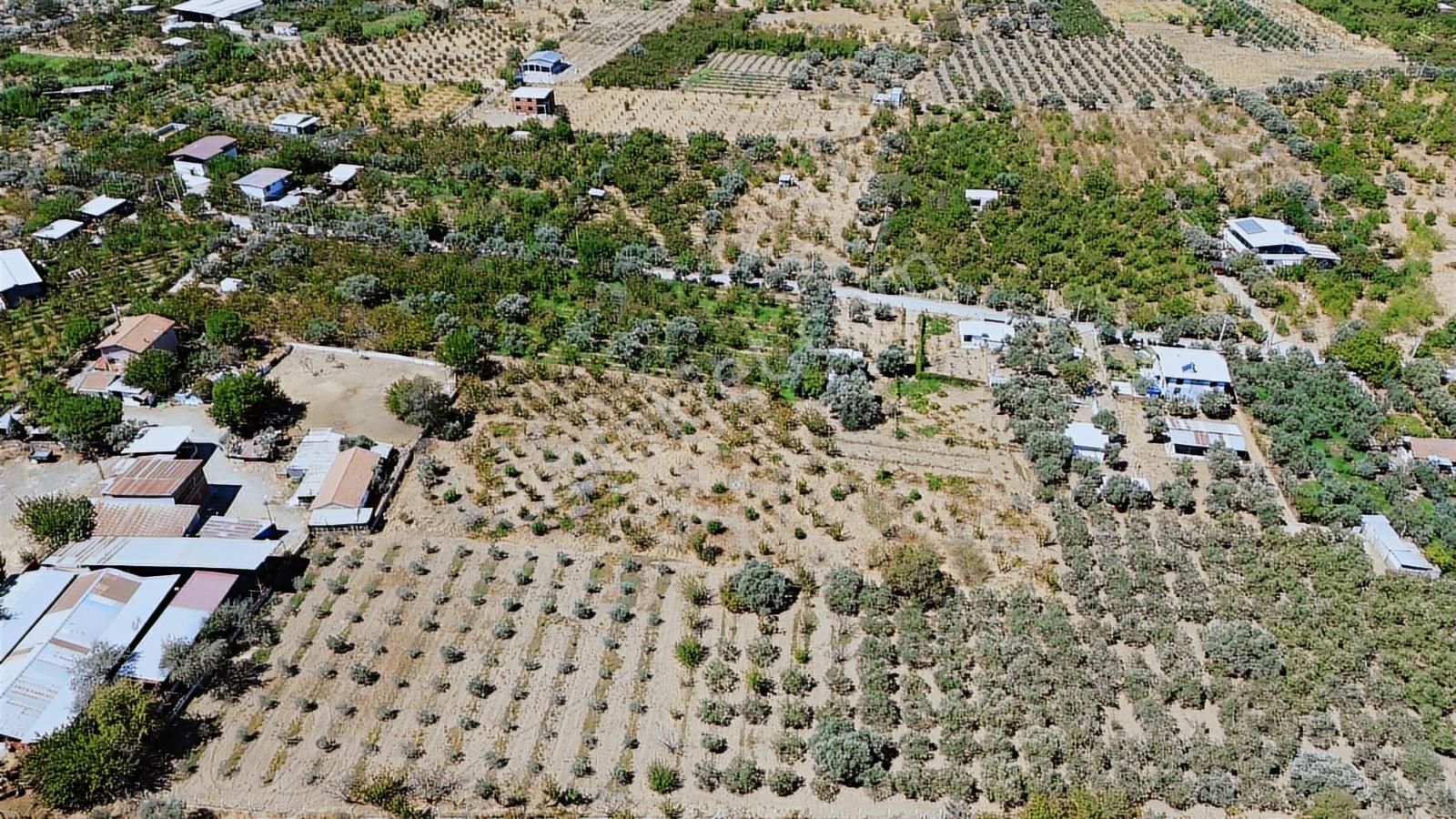 Armutlu Hürriyet'te Satılık 2.848 M2 Bağ - Bahçe - Görsel 2