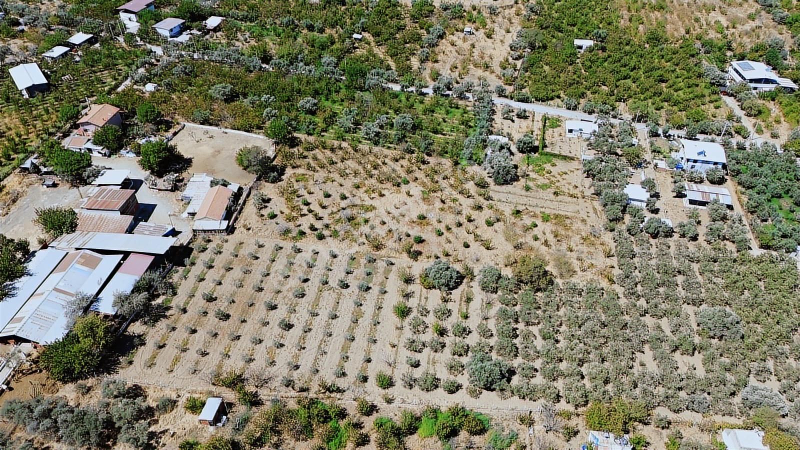 Armutlu Hürriyet'te Satılık 2.848 M2 Bağ - Bahçe - Görsel 9