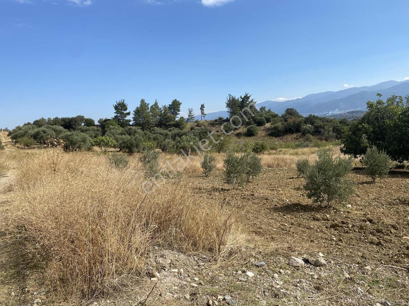 İzmir Kemalpaşa Çambel De Satılık Yatırımlık Zeytinli Bağ. - Görsel 13