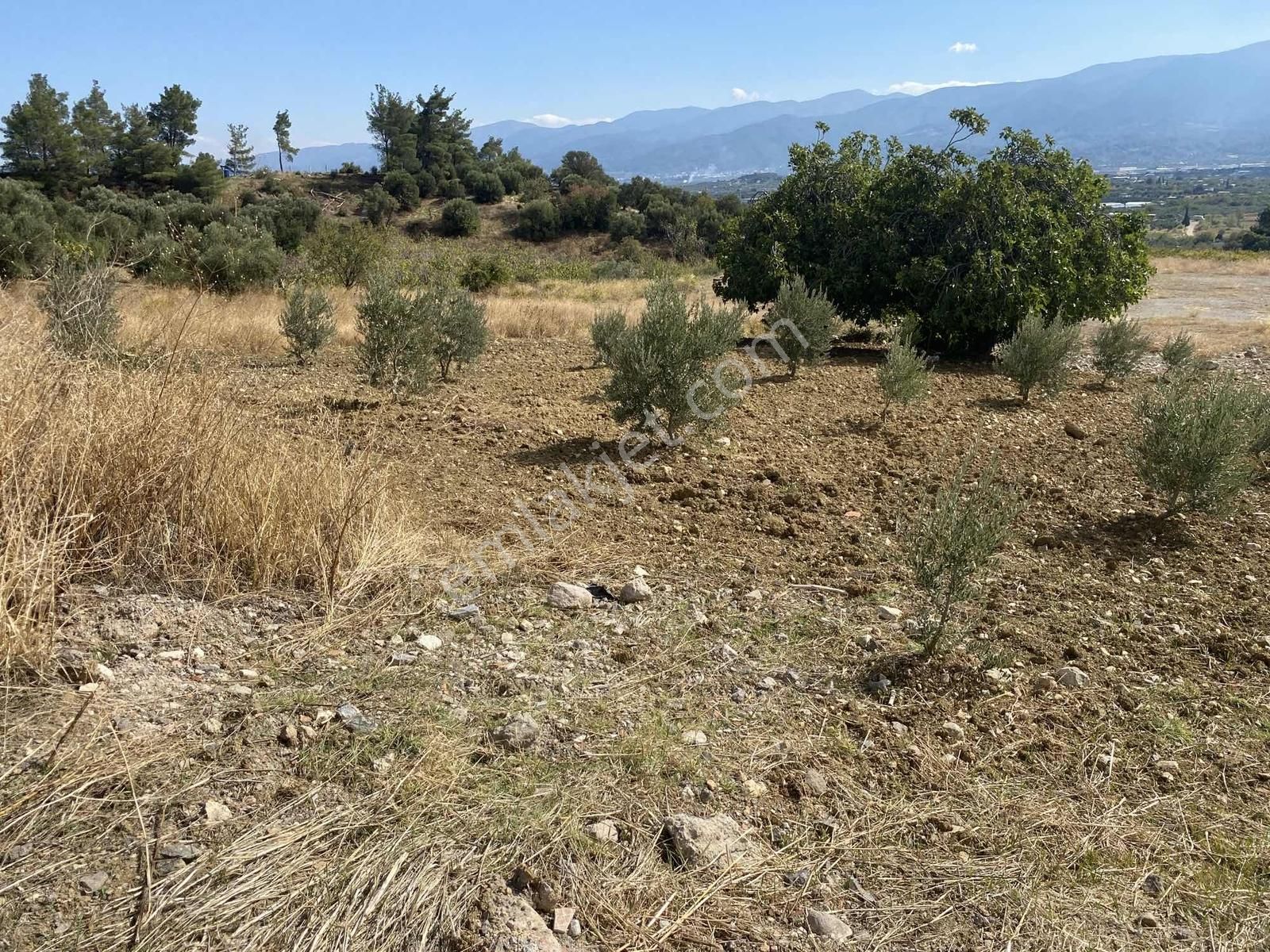 İzmir Kemalpaşa Çambel De Satılık Yatırımlık Zeytinli Bağ. - Görsel 34