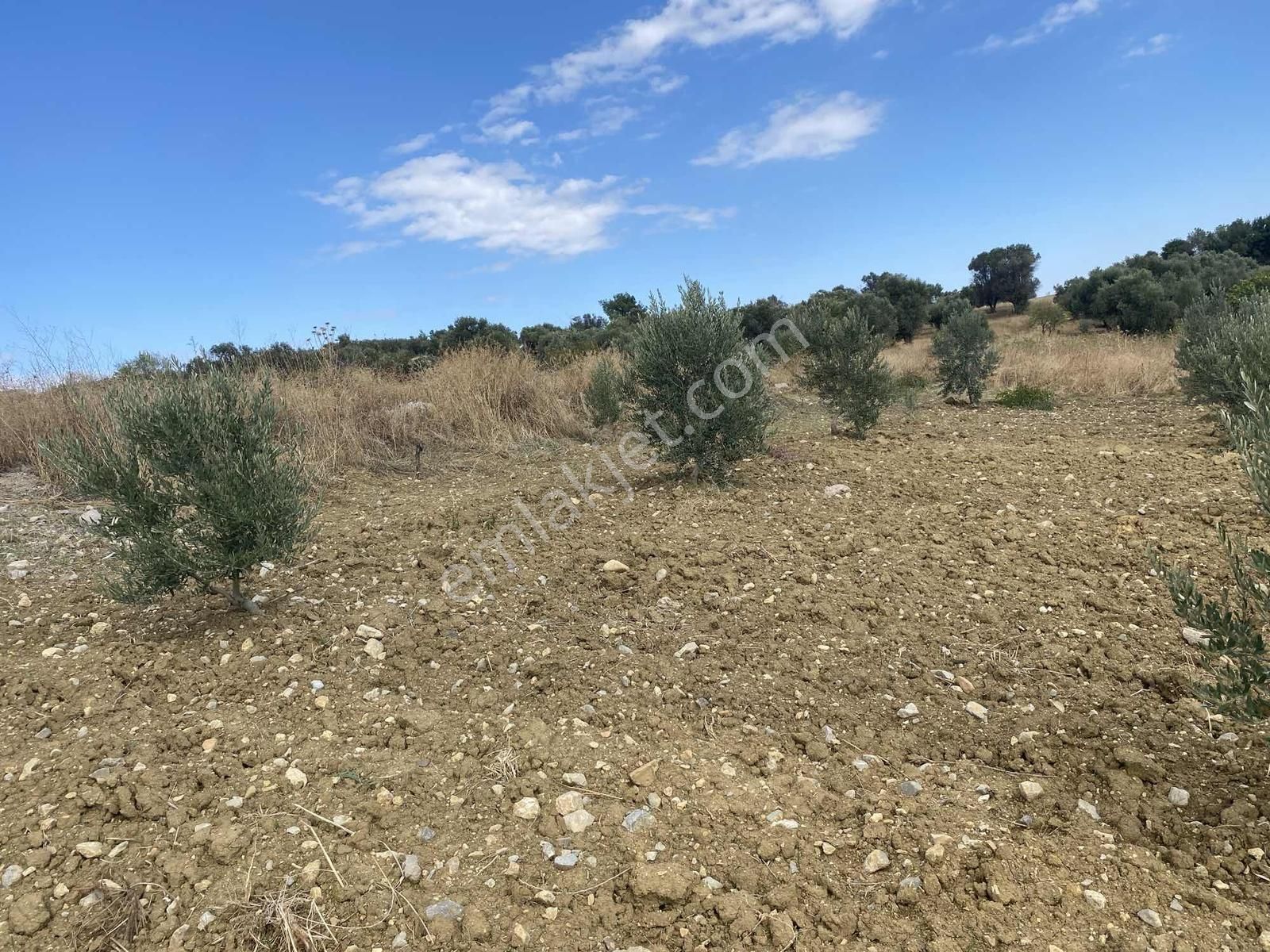 İzmir Kemalpaşa Çambel De Satılık Yatırımlık Zeytinli Bağ. - Görsel 31