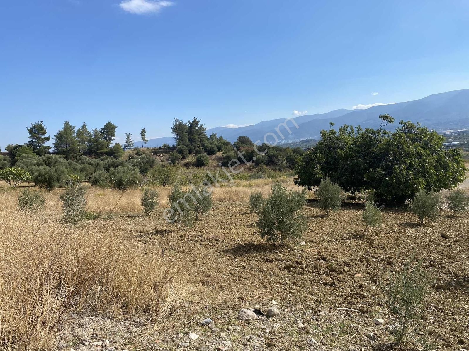 İzmir Kemalpaşa Çambel De Satılık Yatırımlık Zeytinli Bağ. - Görsel 18