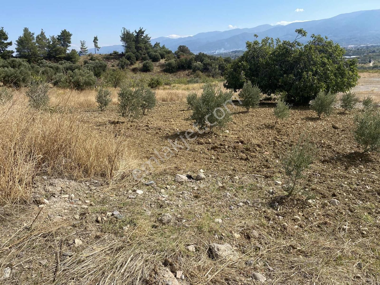 İzmir Kemalpaşa Çambel De Satılık Yatırımlık Zeytinli Bağ. - Görsel 23