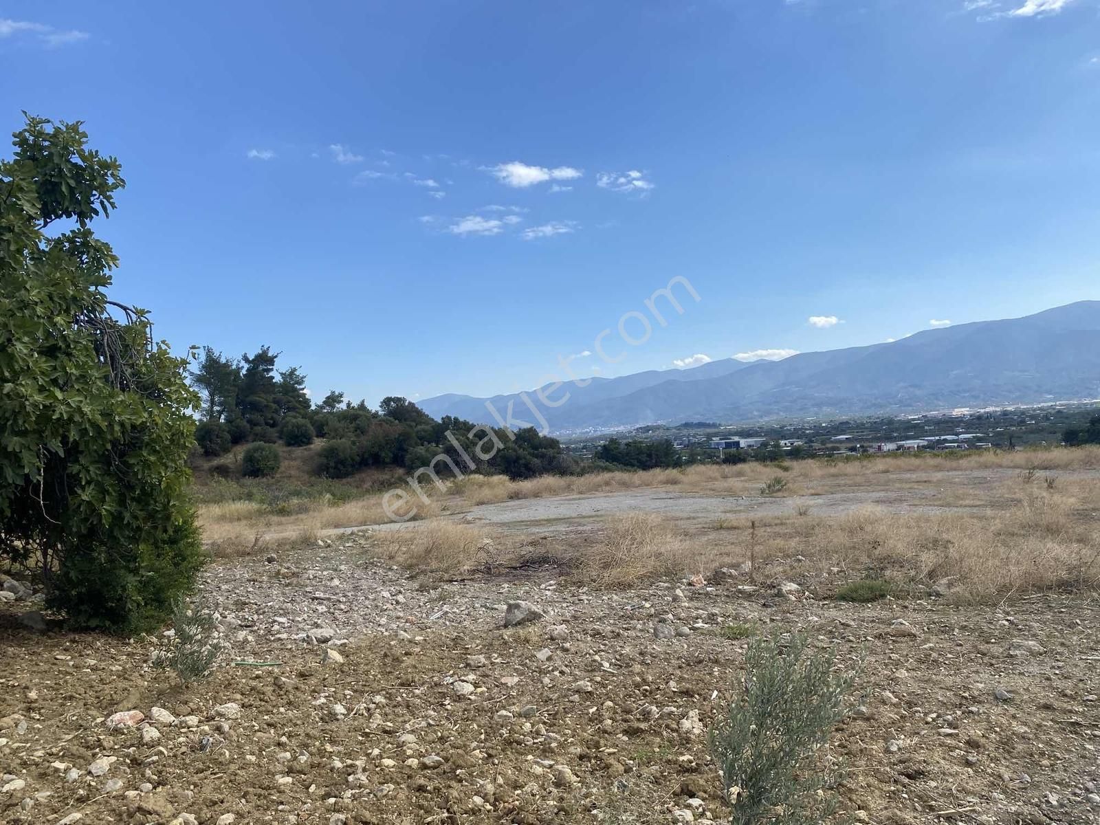 İzmir Kemalpaşa Çambel De Satılık Yatırımlık Zeytinli Bağ. - Görsel 19