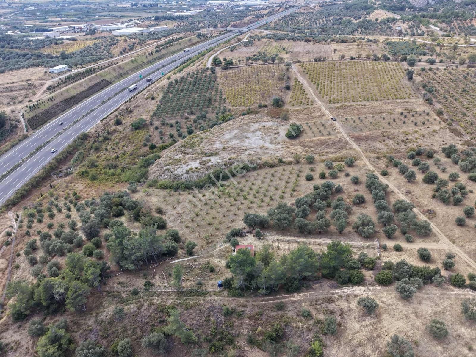 İzmir Kemalpaşa Çambel De Satılık Yatırımlık Zeytinli Bağ. - Görsel 17