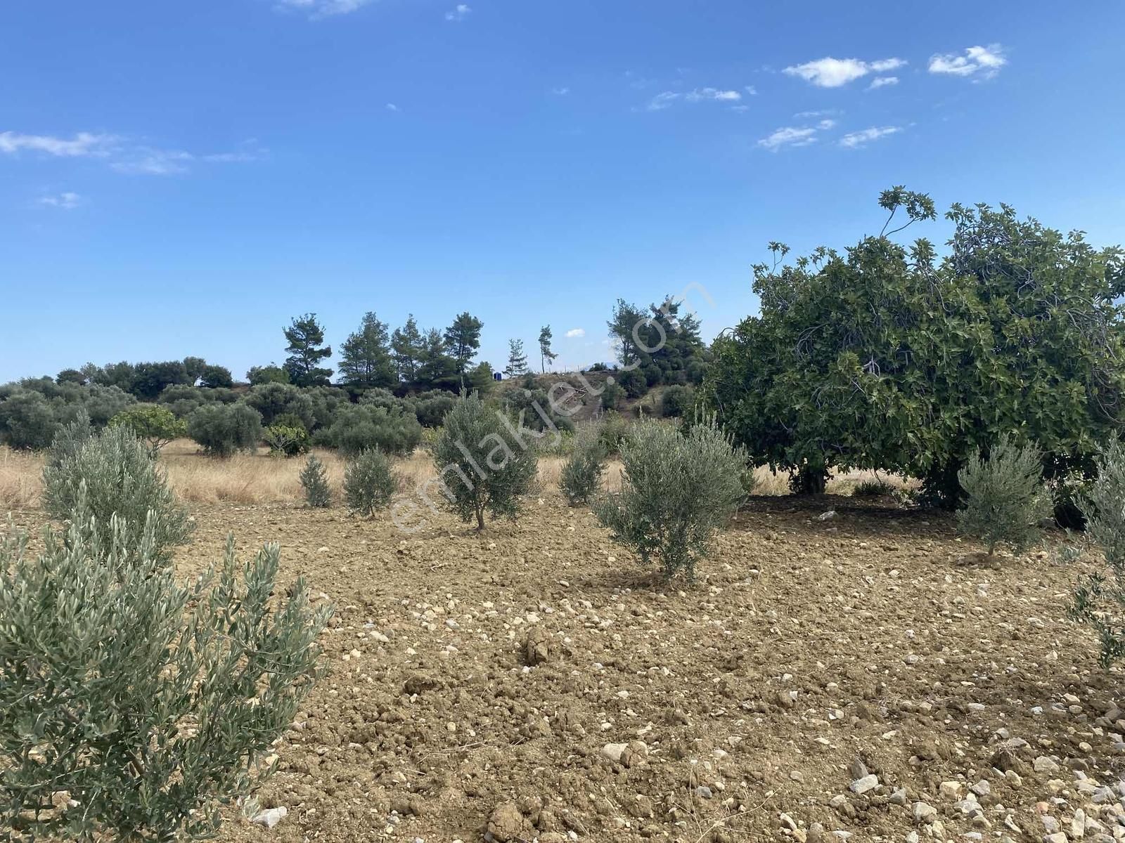 İzmir Kemalpaşa Çambel De Satılık Yatırımlık Zeytinli Bağ. - Görsel 30