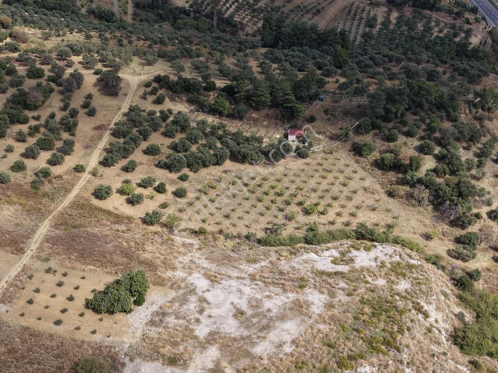 İzmir Kemalpaşa Çambel De Satılık Yatırımlık Zeytinli Bağ. - Görsel 29
