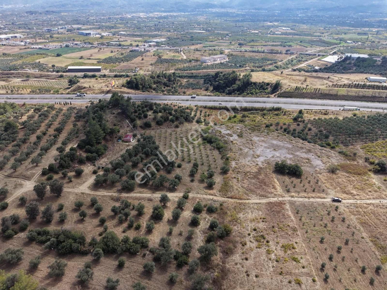 İzmir Kemalpaşa Çambel De Satılık Yatırımlık Zeytinli Bağ. - Görsel 6
