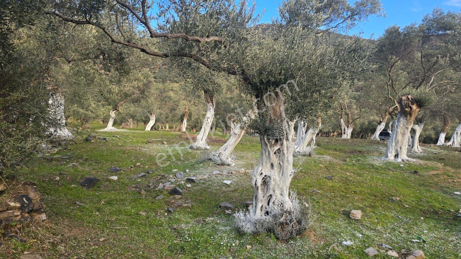 İzmir Bayındır Hacı İbrahim Mh. Satılık Zeytinlik Tarla 1634 Tekttapu - Görsel 7