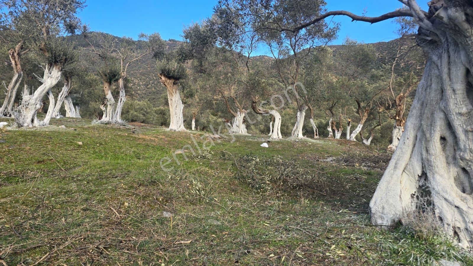 İzmir Bayındır Hacı İbrahim Mh. Satılık Zeytinlik Tarla 1634 Tekttapu - Görsel 6