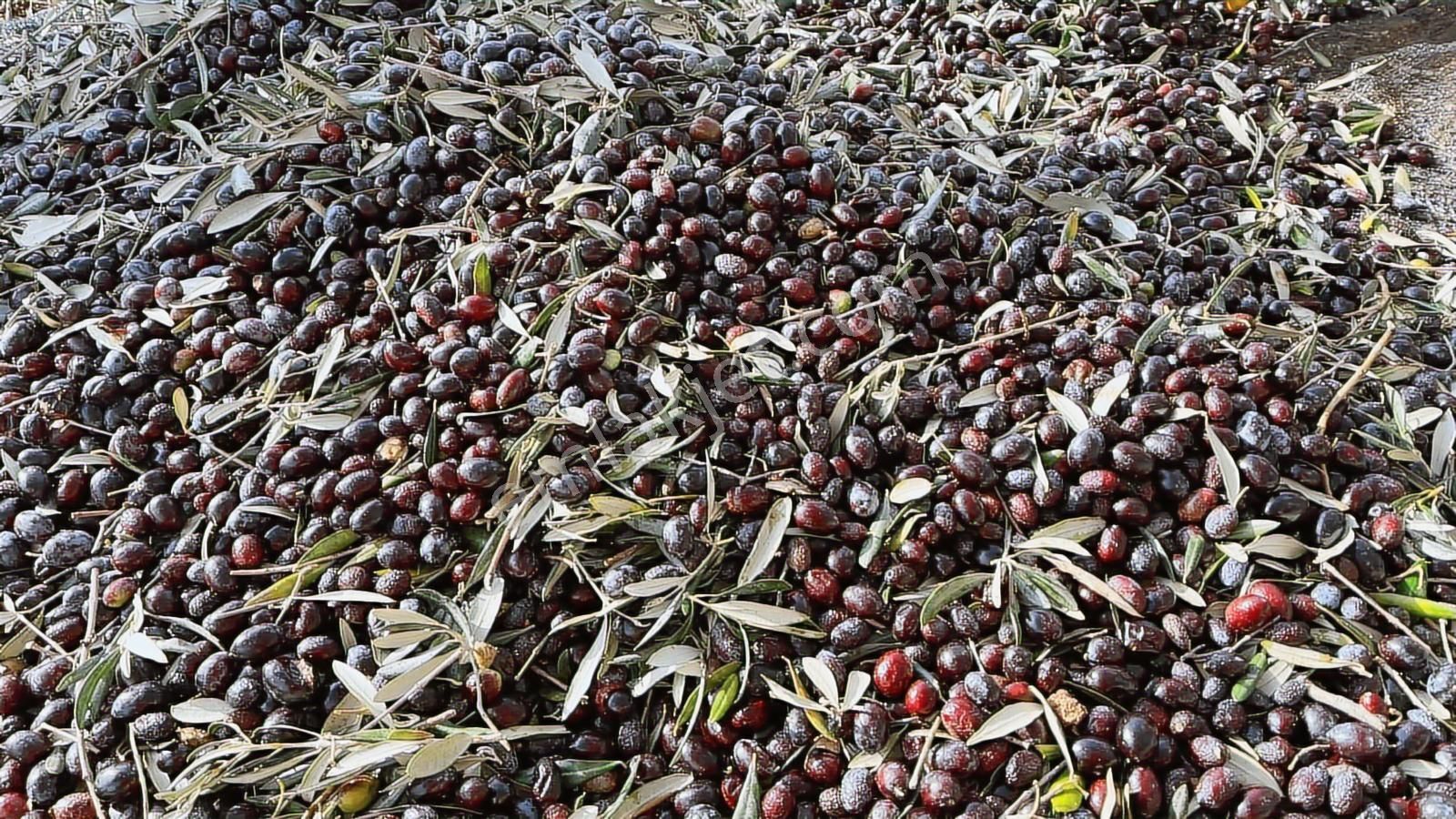 Kemalpaşa Dereköy'de 12 Dönüm Mükemmel Konunumda Satılık Arazi - Görsel 2