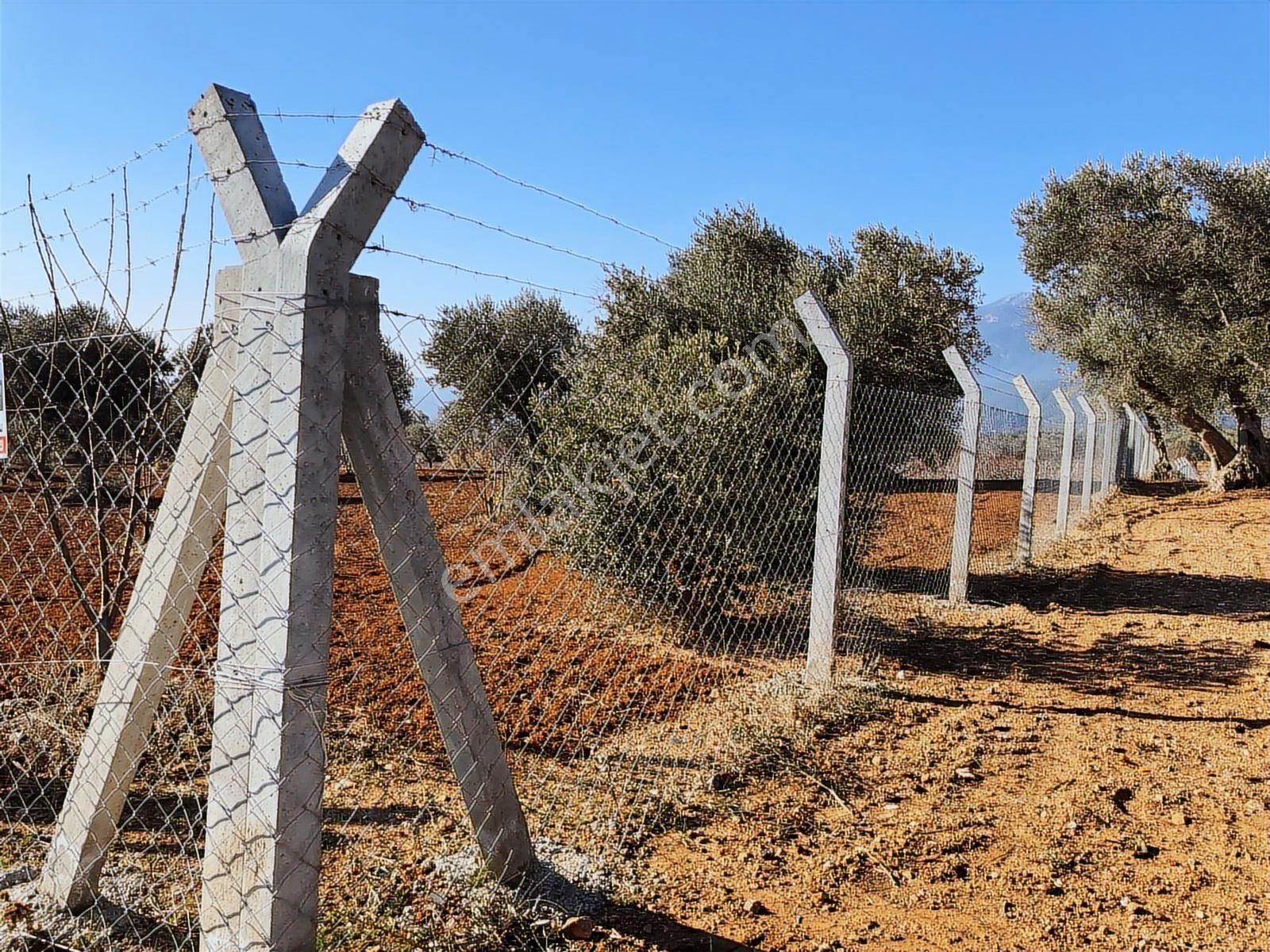 Kemalpaşa Dereköy'de 12 Dönüm Mükemmel Konunumda Satılık Arazi - Görsel 13