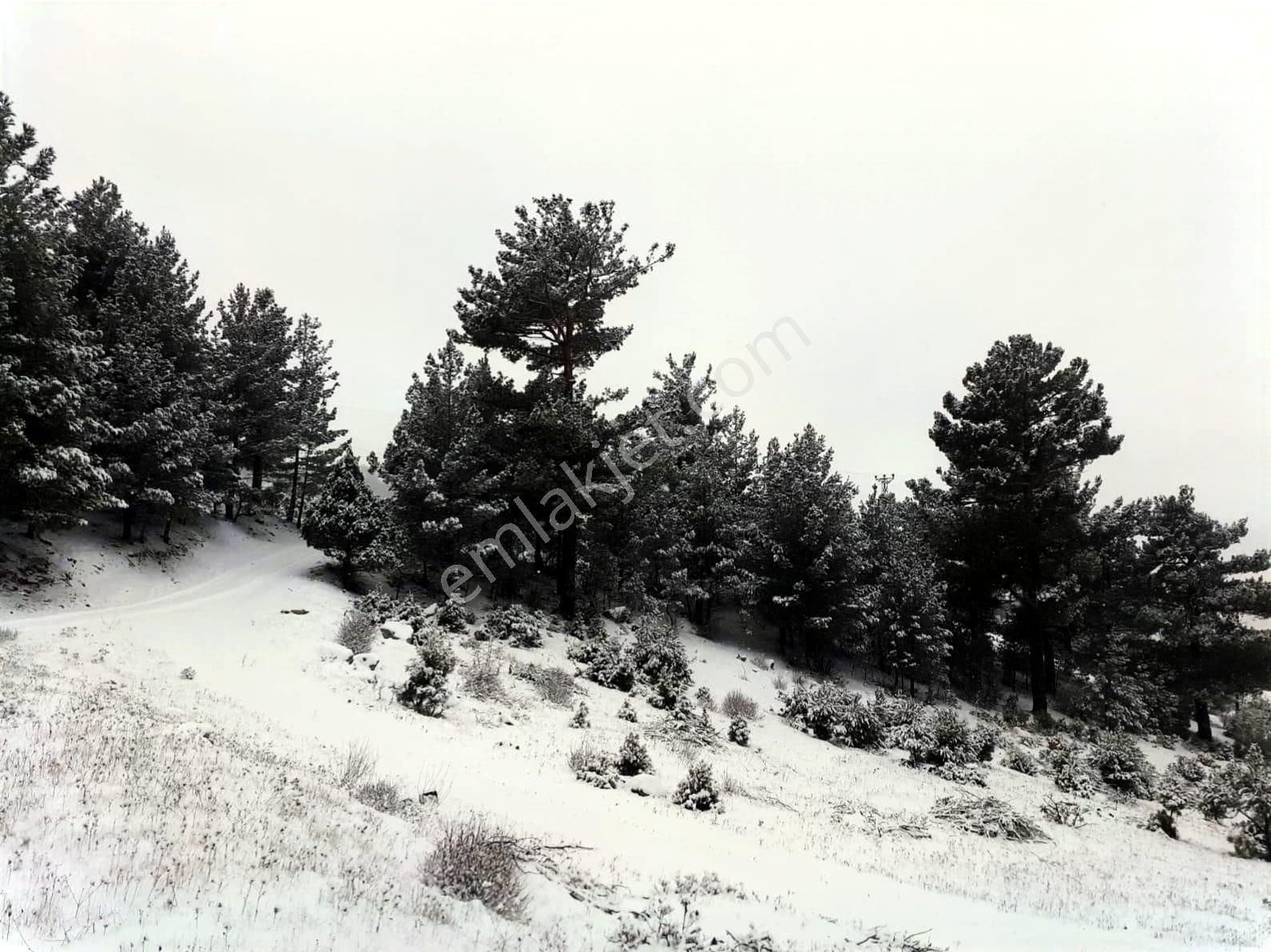 Kar Emlaktan Gökbez Yaylasında 10 Dönüm Satılık Tarla - Görsel 14