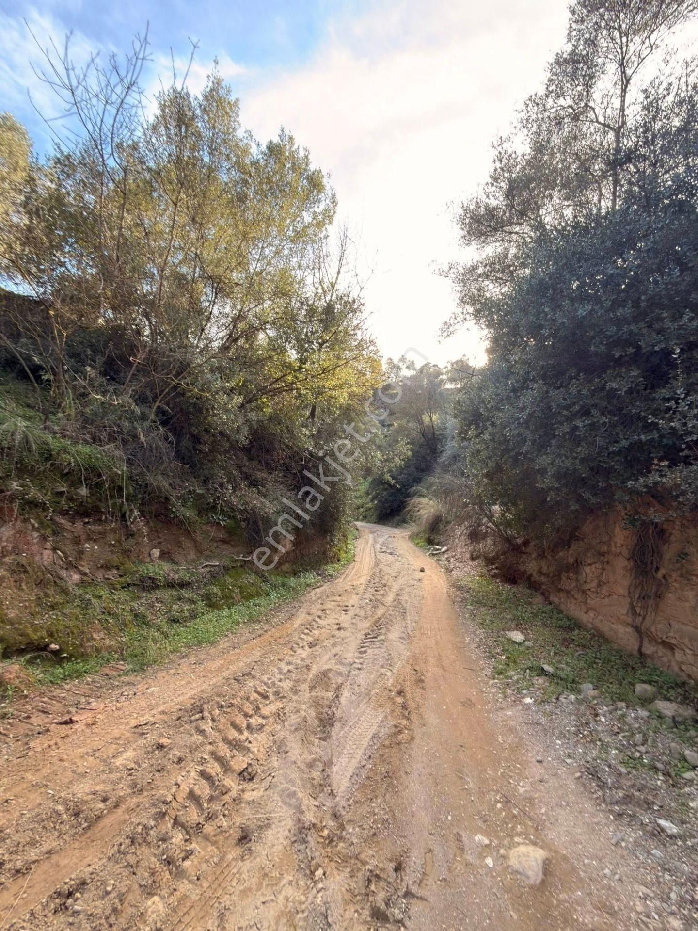 Aydın / Nazilli – Pınarbaşı Mahallesi Hasköy Mevkiinde Satılık Zeytinlik - Görsel 5