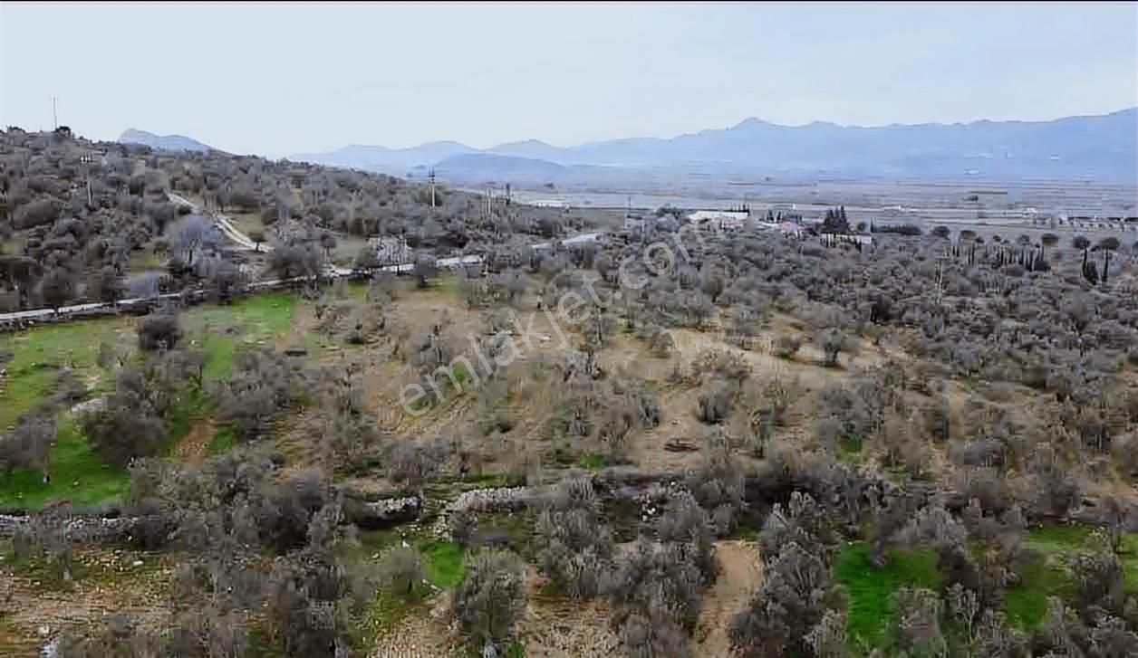 Satılık Zeytinlik İzmir/ Bergama Bozköy Mahallesinde - Görsel 13