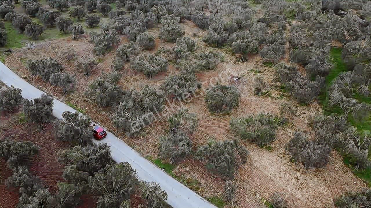 Satılık Zeytinlik İzmir/ Bergama Bozköy Mahallesinde - Görsel 7