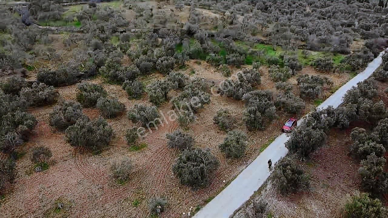 Satılık Zeytinlik İzmir/ Bergama Bozköy Mahallesinde - Görsel 5